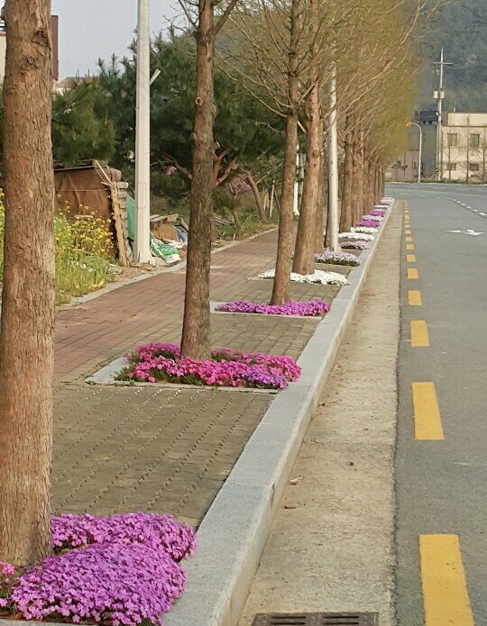 꽃잔디