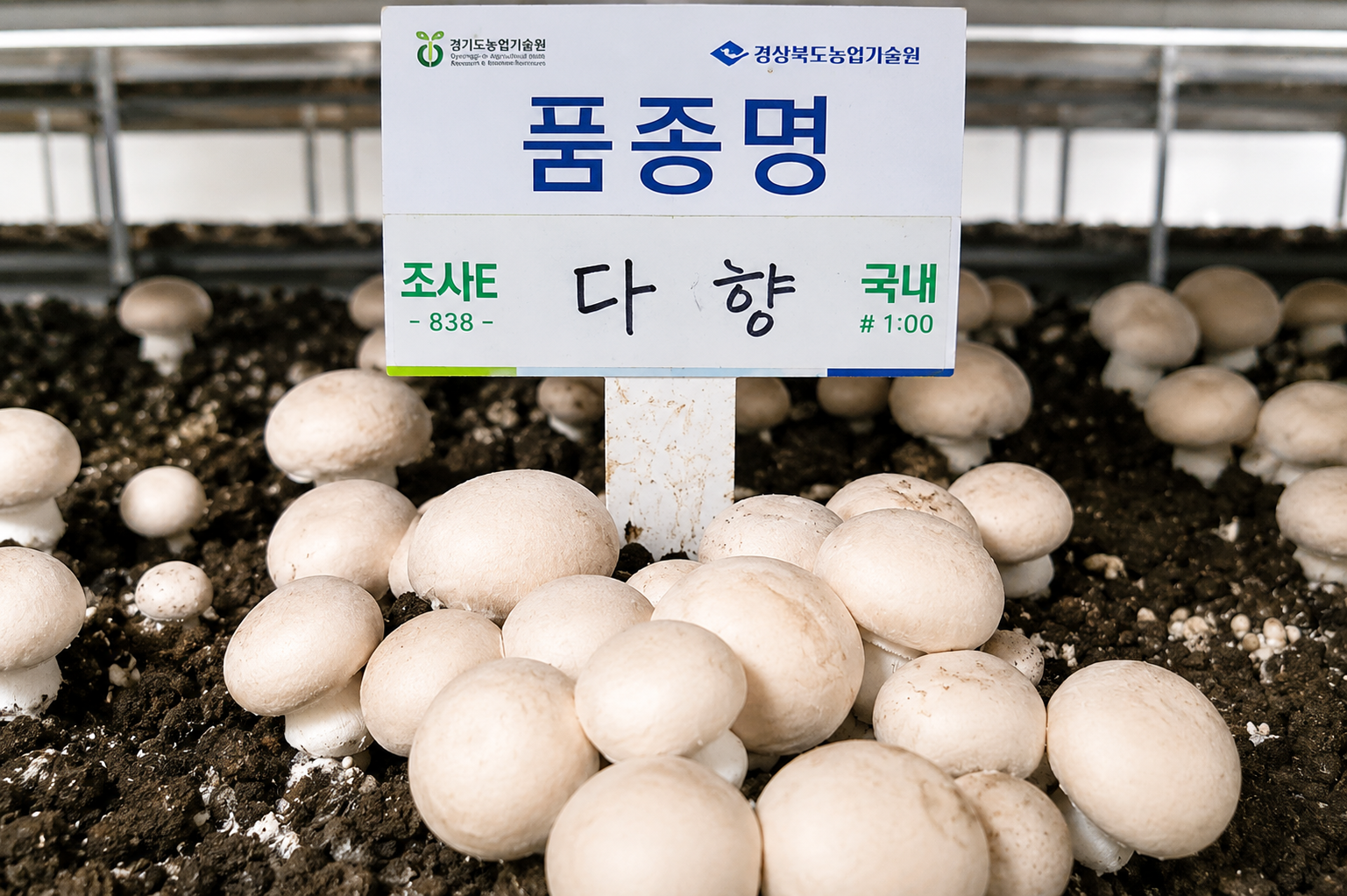재배상에서 자라는 양송이버섯