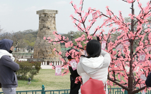 樱花盛开的庆州的春天 2