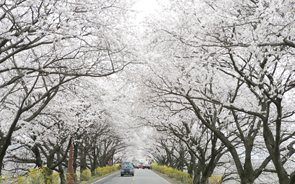 樱花盛开的庆州的春天 4