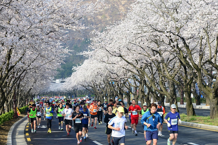 庆州樱花马拉松大赛