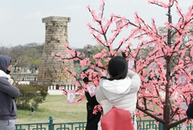 Cherryblossom festival in Gyeongju
