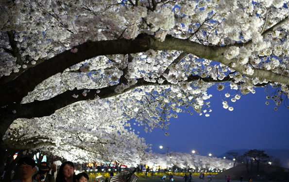 桜が咲き誇る慶州の春 1