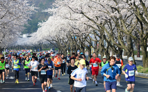 桜が咲き誇る慶州の春 4