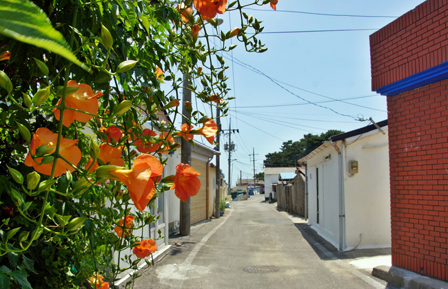 거마장 마을 골목길 풍경 거리에 꽃이 피어있다