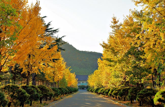 경상북도산림환경연구원 은행나무 길