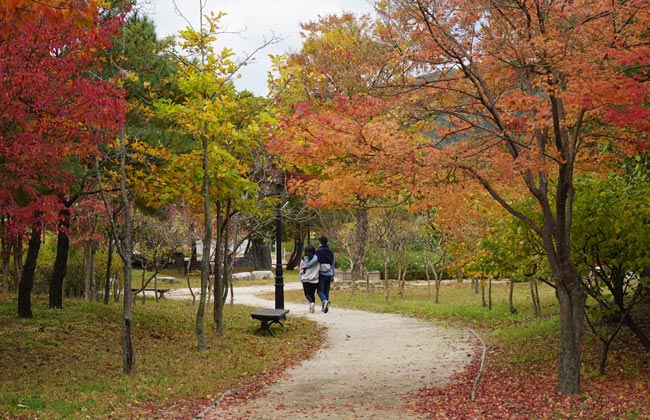 가울단풍이 진 엑스포공원의 산책로