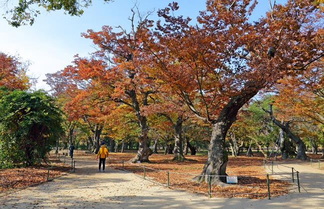 계림의 가을 산책로