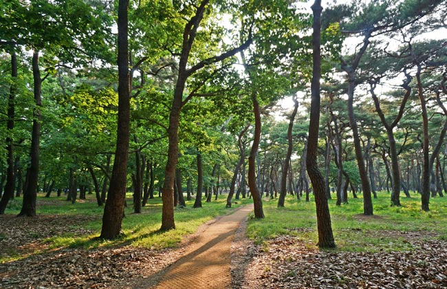 황성공원 솔숲