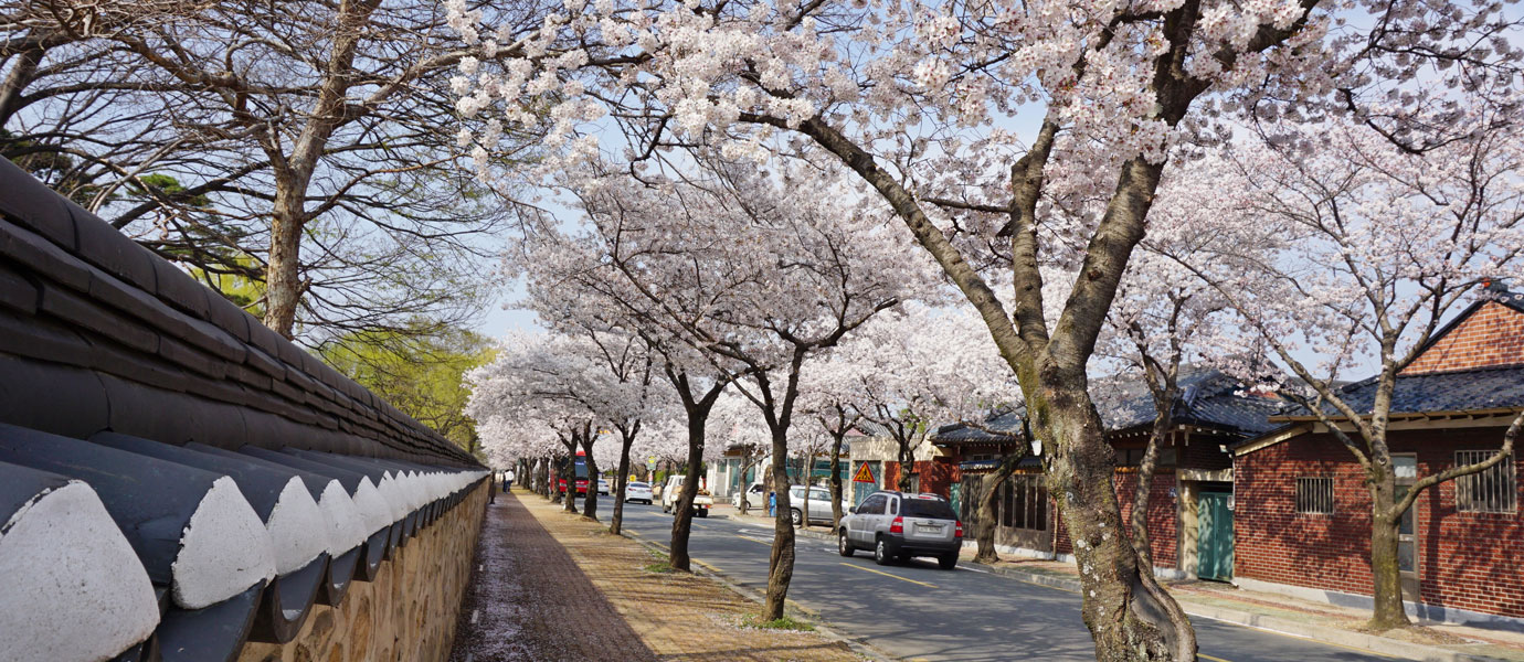 오릉인근 벚꽃나무가 만개한 길