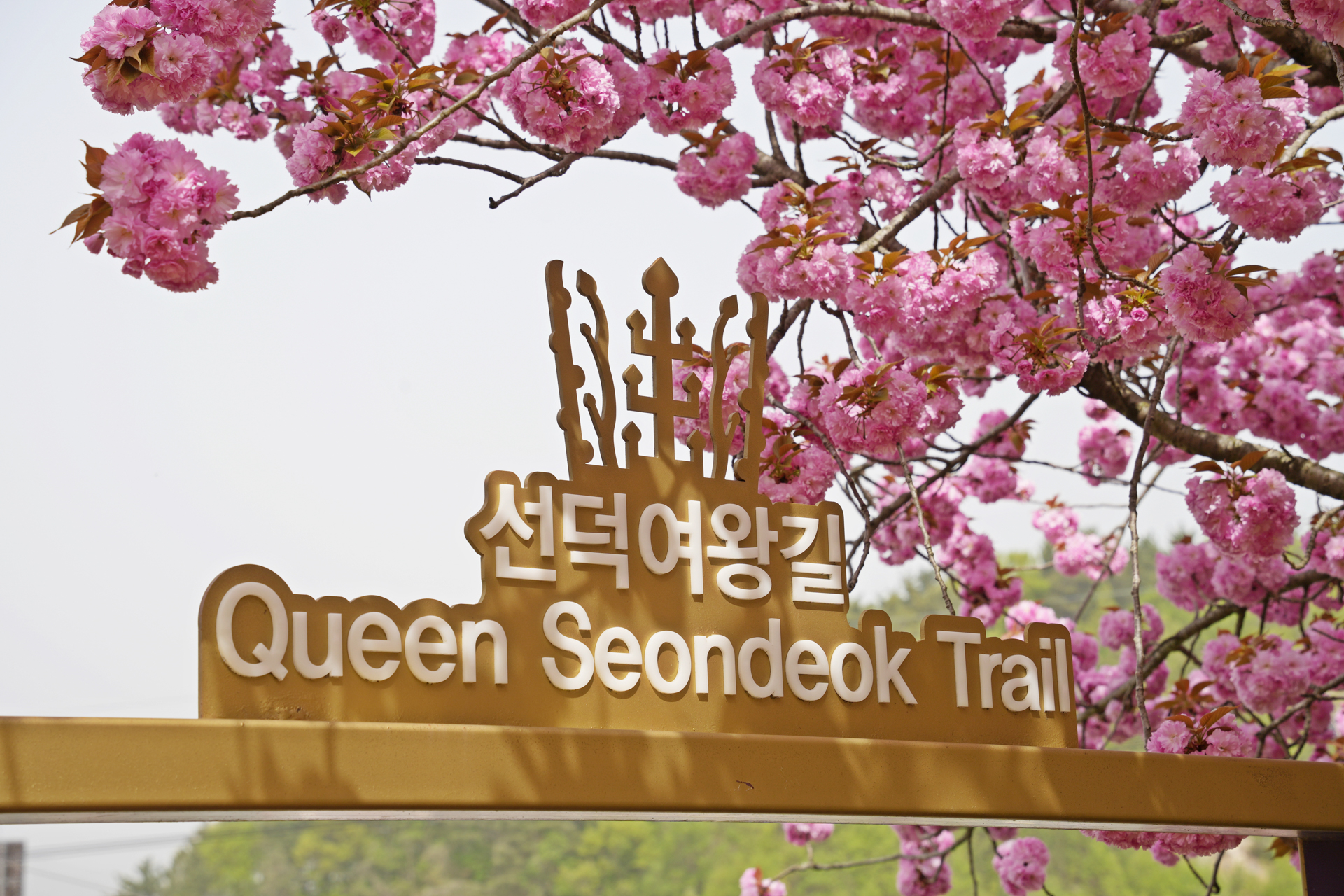 선덕여왕길 겹벚꽃
