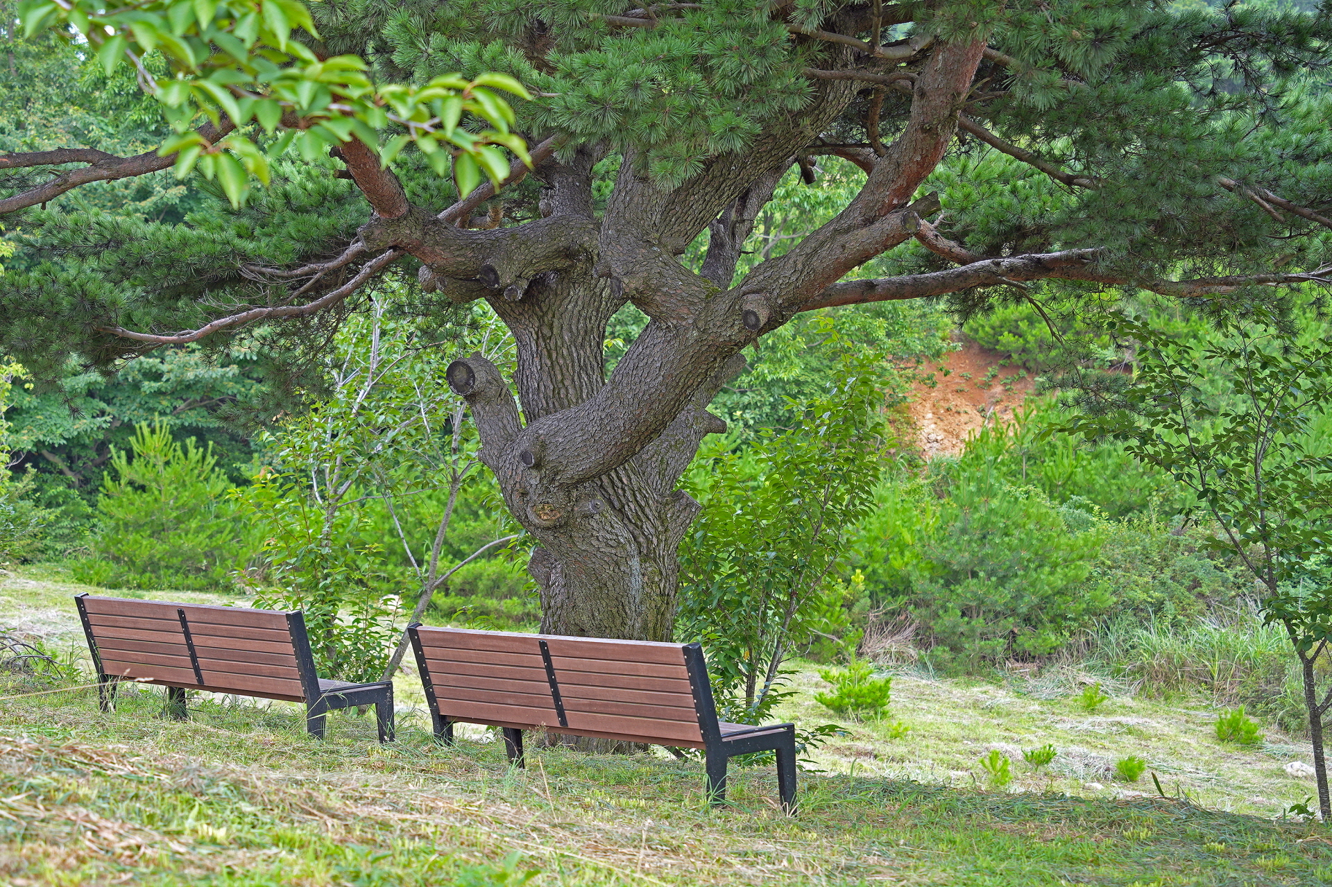 토함산 수목경관숲