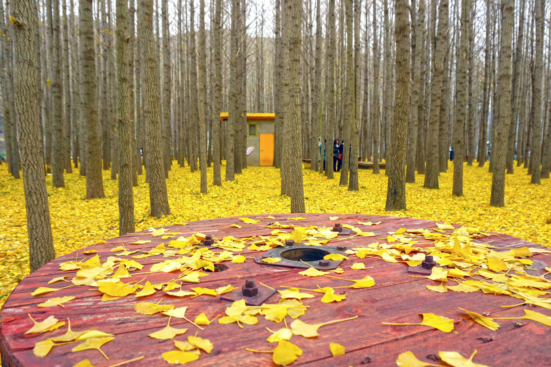 도리마을 은행나무숲