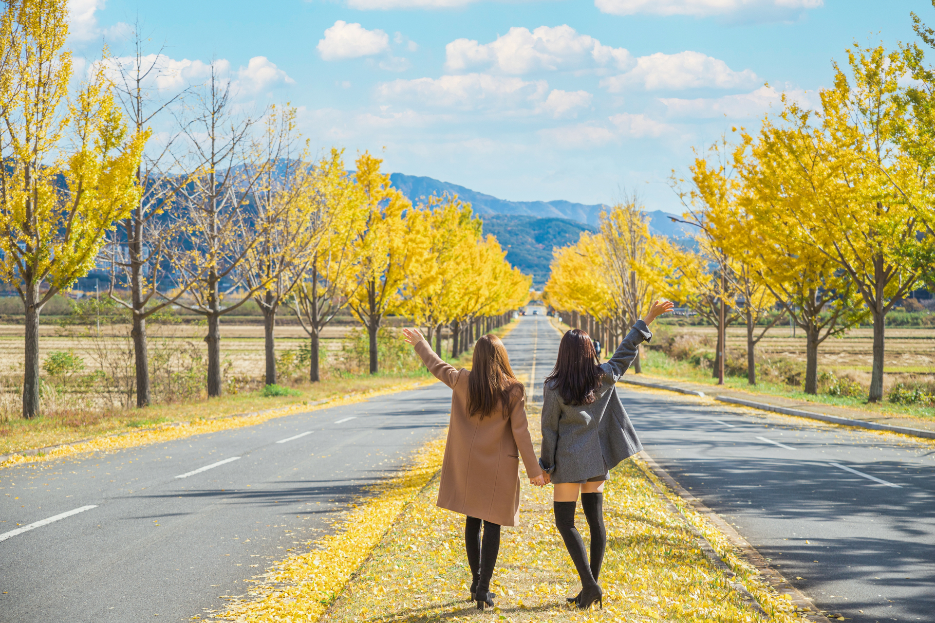 통일전 은행나무길