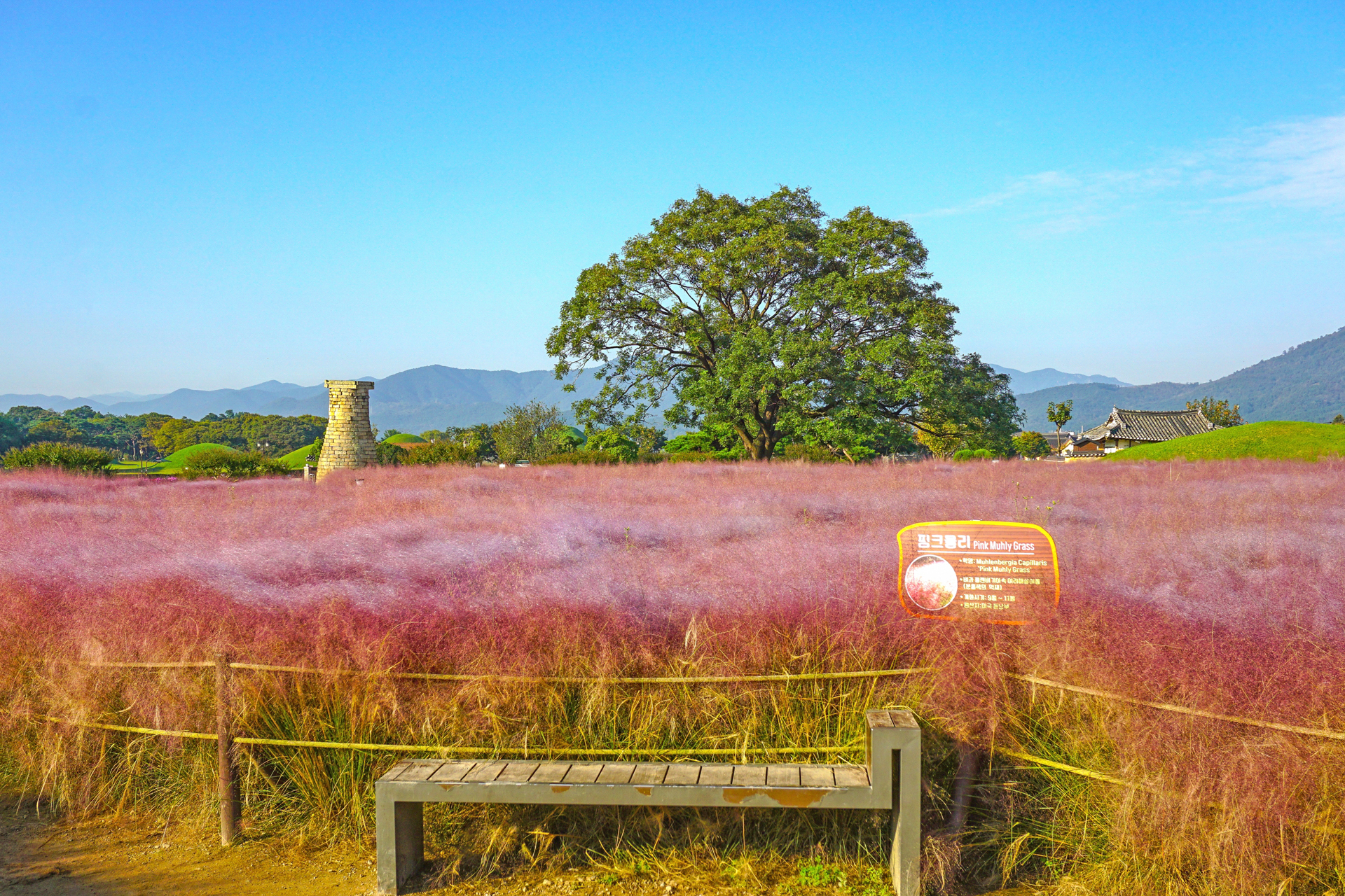 첨성대 핑크뮬리