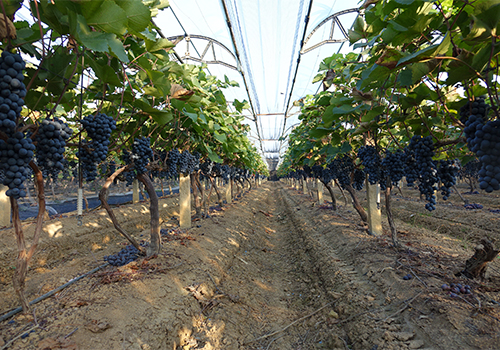 예인화원 와이너리