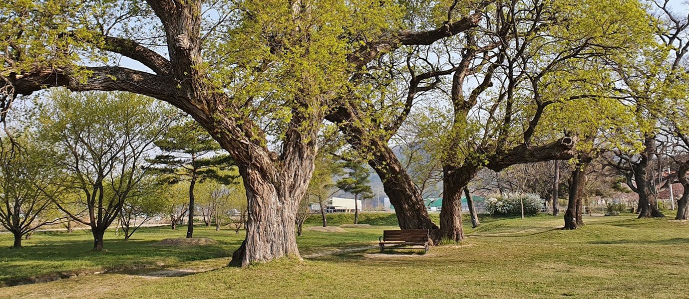 진평왕릉 피크닉 하기좋은 곳 _ 커다란 나무와 잔디밭 사진