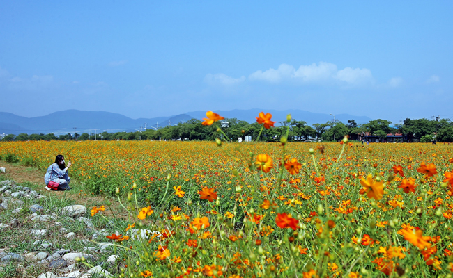 분황사 황화코스모스단지 전경