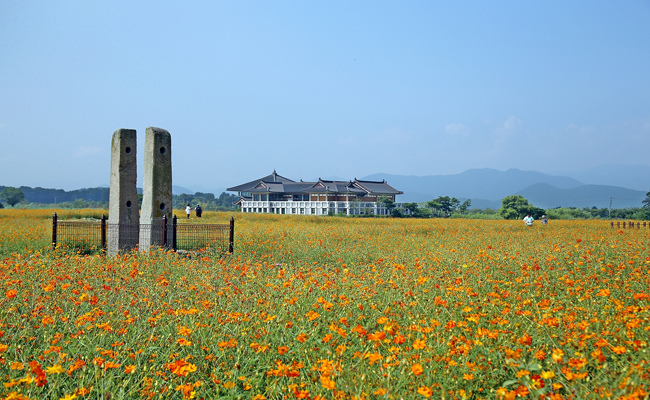 분황사 황화코스모스단지 전경