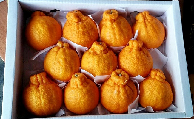 경주 1월 특산물 ‘신라봉’