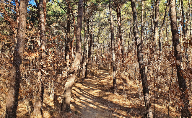 솔숲 트레킹로드