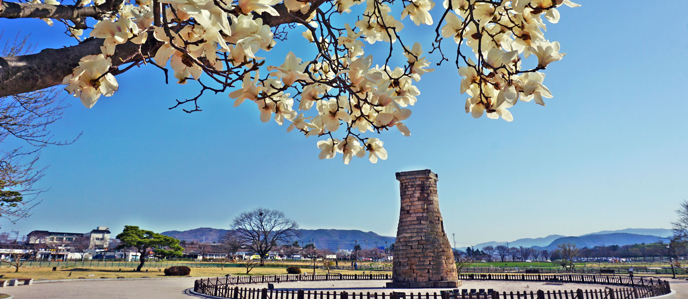 첨성대와 벚꽃 1