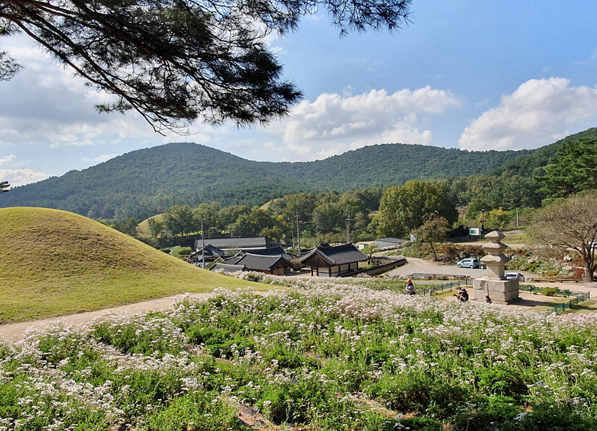 서악동 구절초 군락