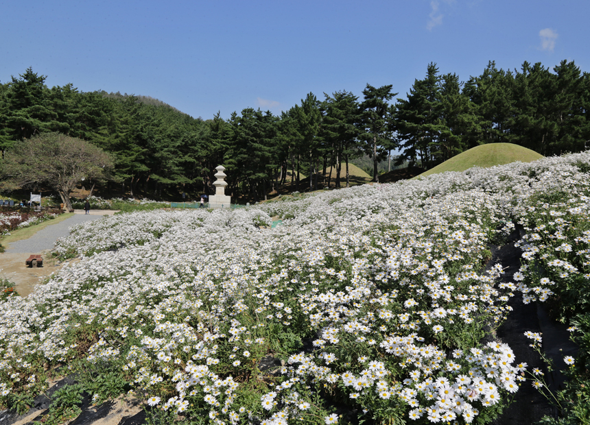 서악동 구절초 군락