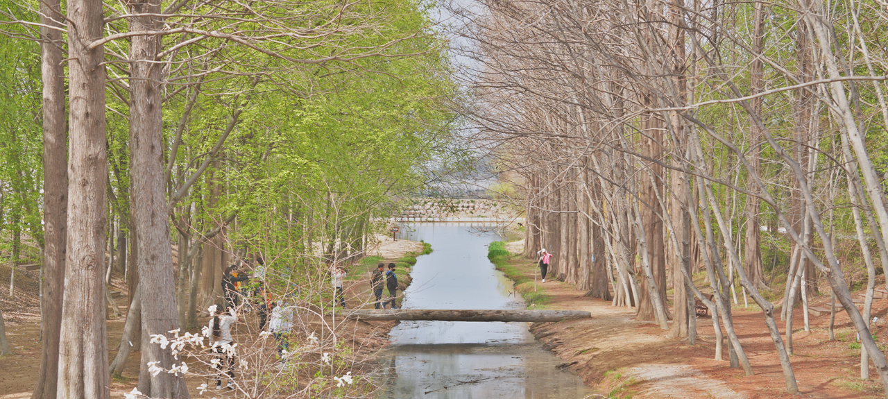 경북천년숲정원 외나무다리