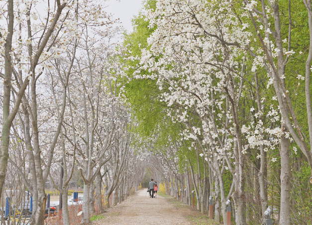 경북천년숲정원 목련 가로수길