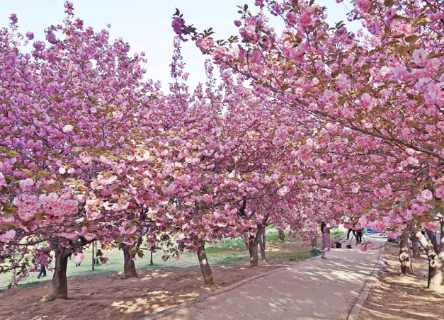 4월의 피크닉 명소, 불국사 겹벚꽃 숲