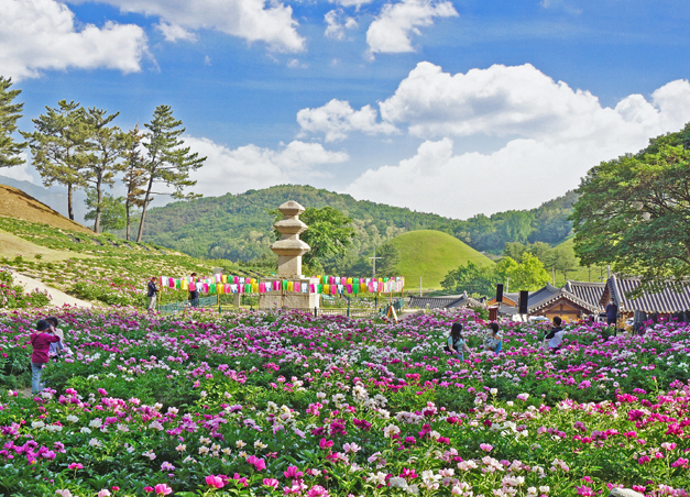 작약꽃이 피는 5월의 서악동 삼층석탑