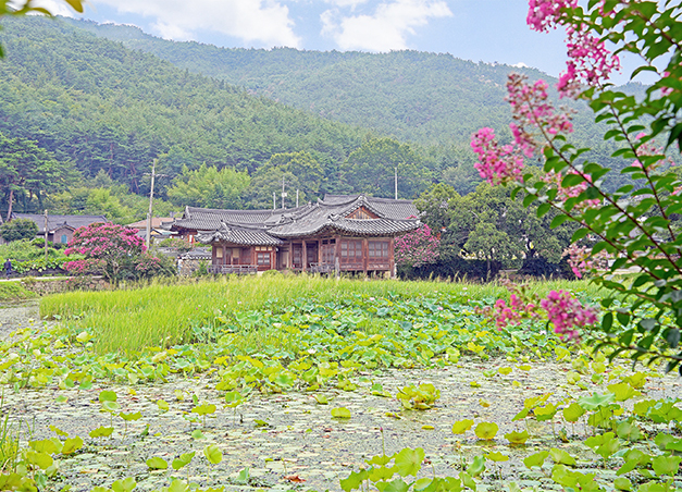 서출지의 여름