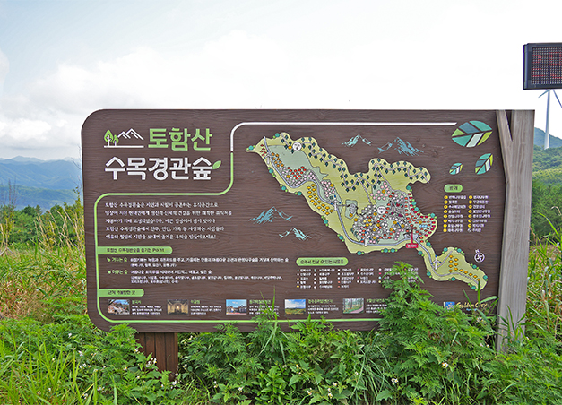 토함산 수목 경관 숲