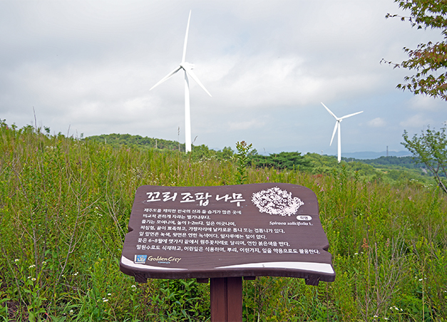 토함산 수목 경관 숲