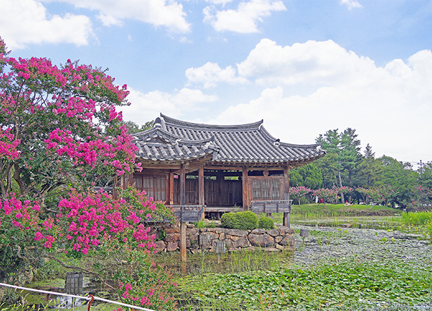 서출지의 여름