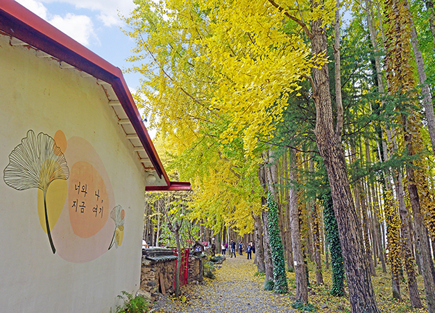 도리마을 은행나무숲(촬영일 22.11.05)