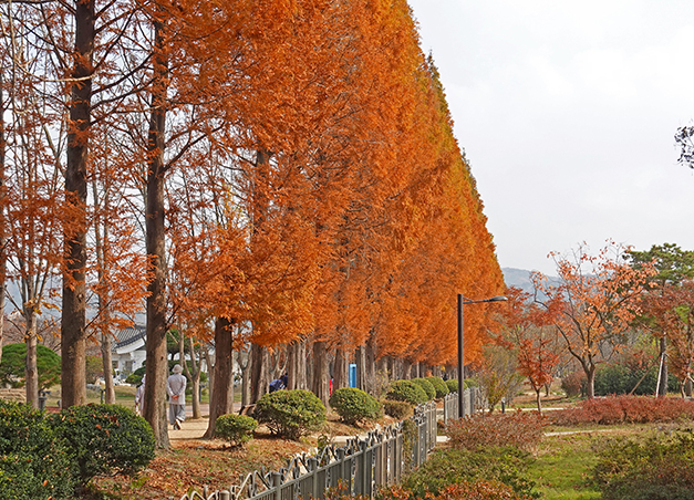 경북천년숲정원(촬영일22.11.11)