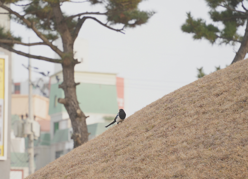 경주 간묘