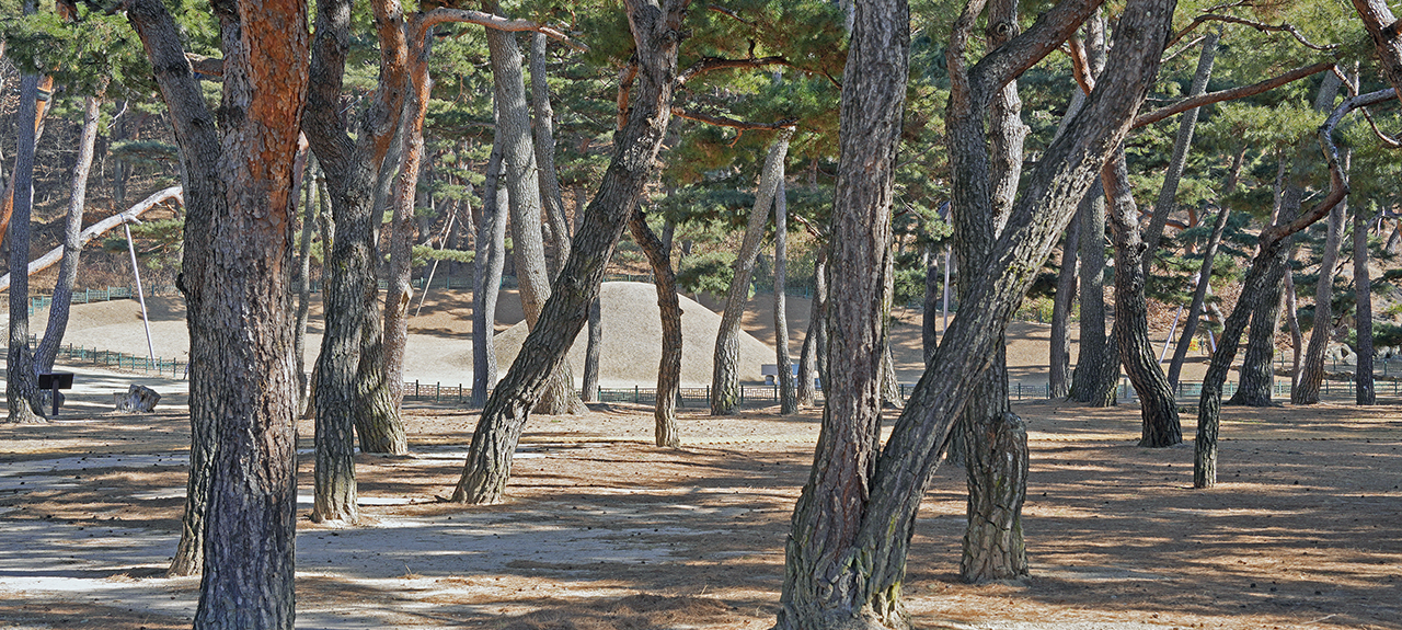 탈해왕릉 솔숲