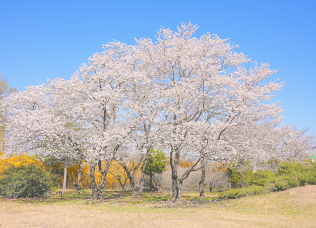신라왕경숲 벚꽃