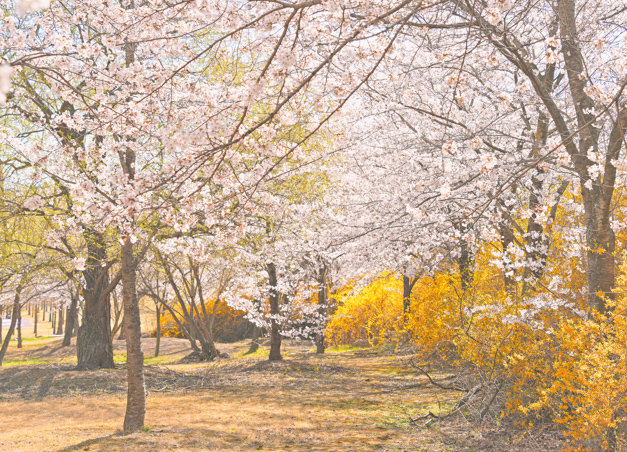 신라왕경숲 벚꽃