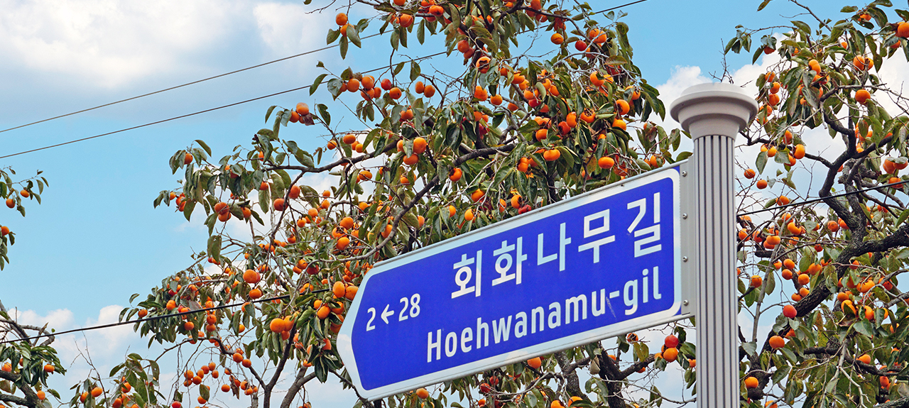 월성 육통리 회화나무