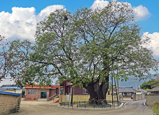 월성 육통리 회화나무