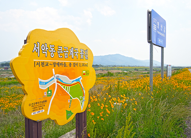 서악동 큰금계국 꽃길