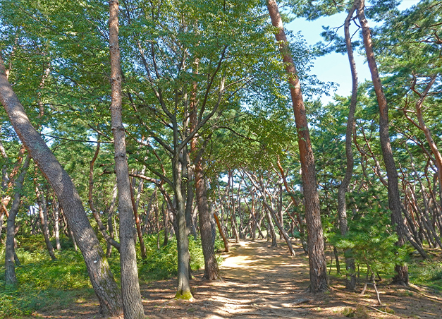 배동 삼릉