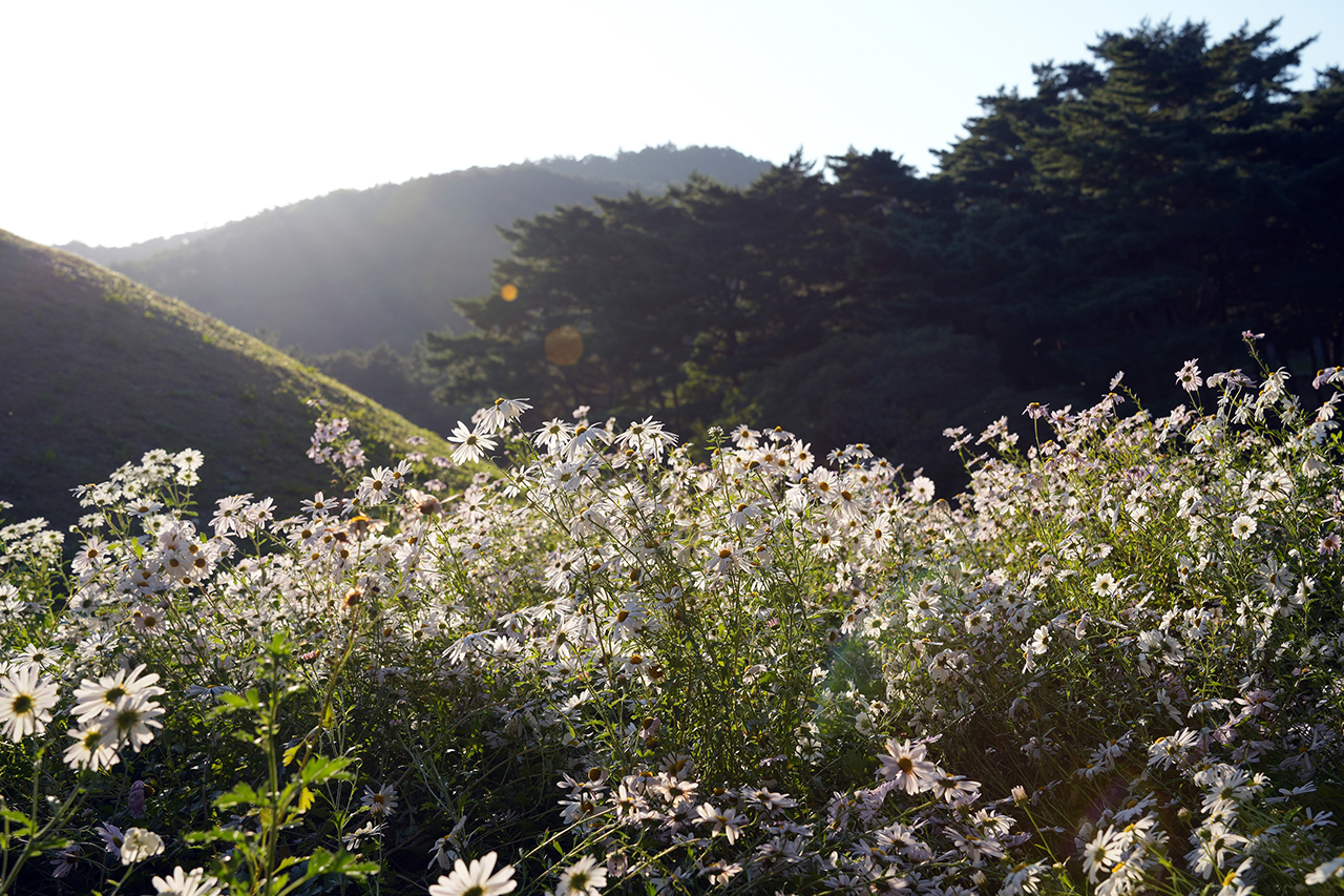 서악동 구절초