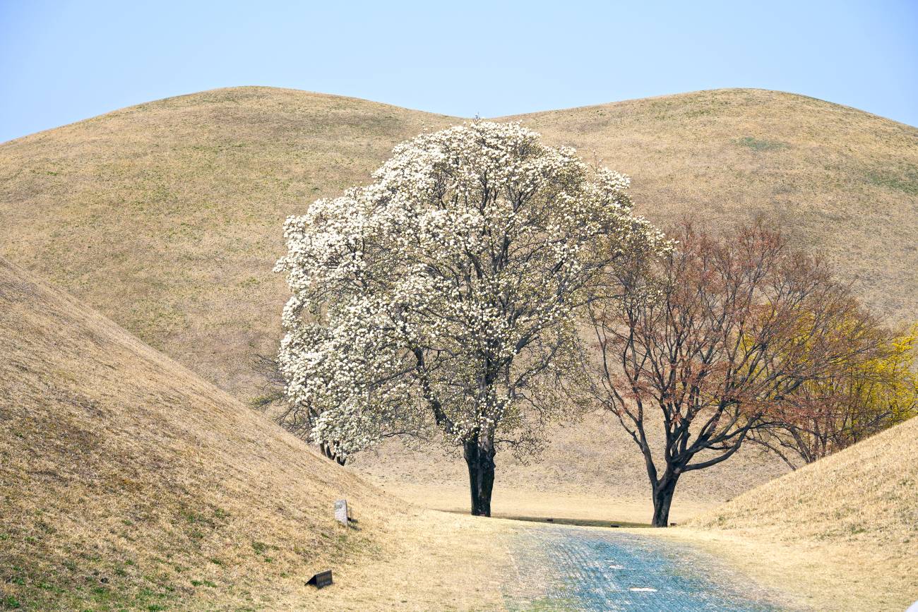 대릉원 목련 포토존