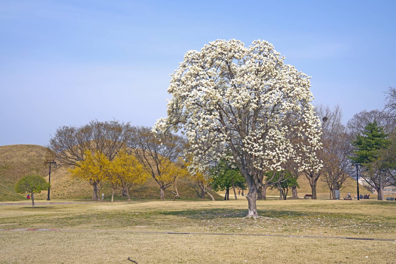 노서동 고분군 목련