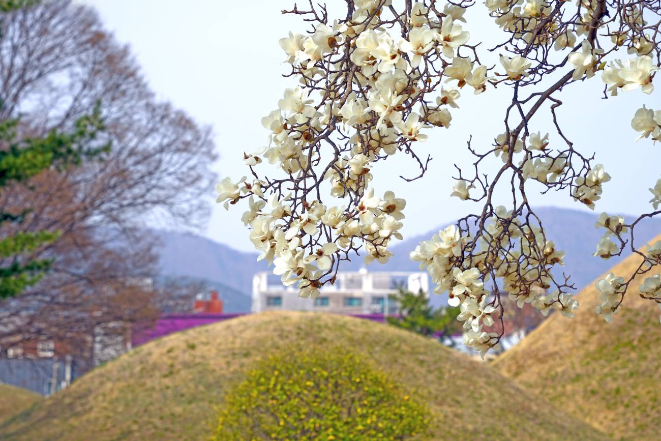 노서동 고분군 목련 